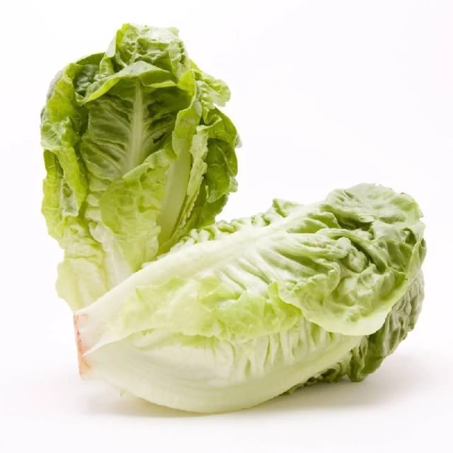Fresh Lettuce